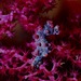 Observation photo