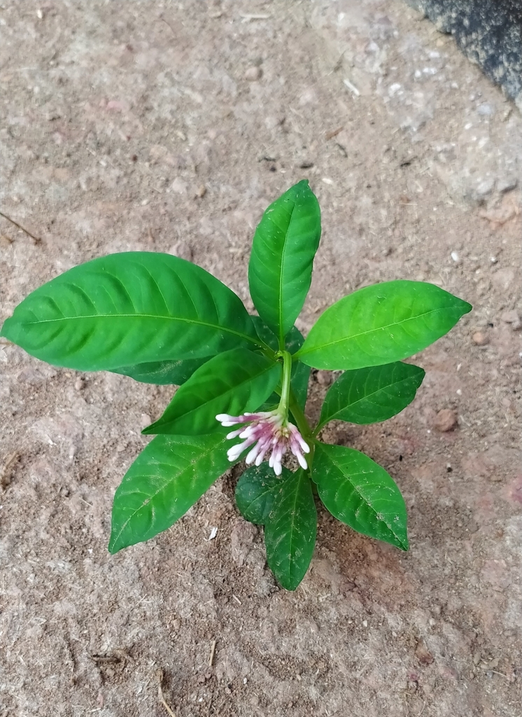 Indian snakeroot from XC99+H49, Kolachery, Kerala 670601, India on May ...