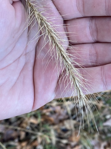 Elymus villosus var. arkansanus