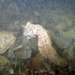 Observation photo