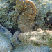 Observation photo