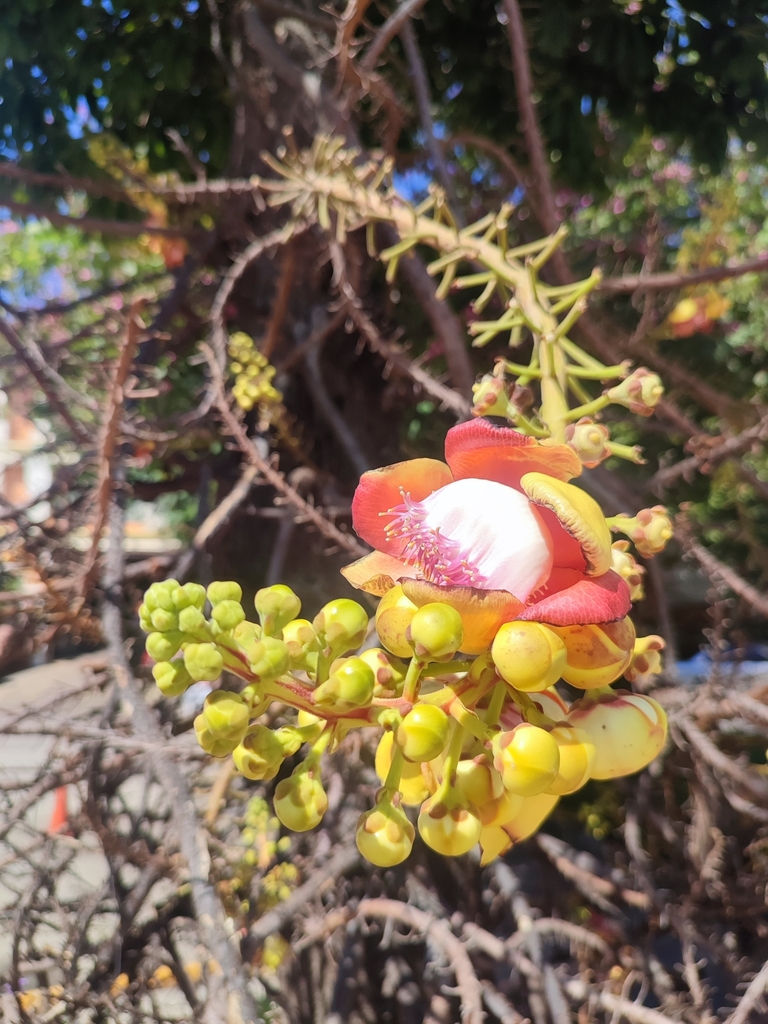 cannonball tree from Na Kluea, Bang Lamung District, Chon Buri, Таиланд ...