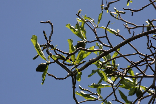 Melanoxerus antsirananensis