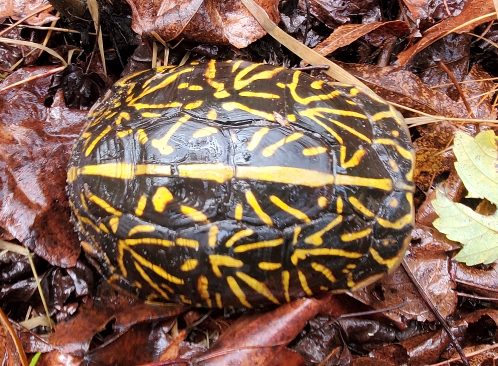 Florida Box Turtle Shell Florida Box Turtle from Gainesville, FL 32608, USA on December 17, 2023 ...