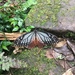 Papilio agestor matsumurae - Photo (c) Kai Chang, todos los derechos reservados, subido por Kai Chang