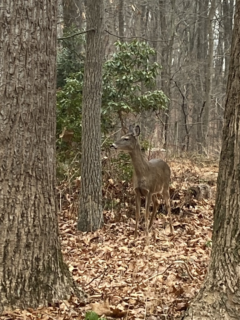 White-tailed Deer From Good Meadow Ct, North Potomac, MD, US On ...