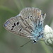 Polyommatus damone - Photo (c) Sergey D, all rights reserved, uploaded by Sergey D