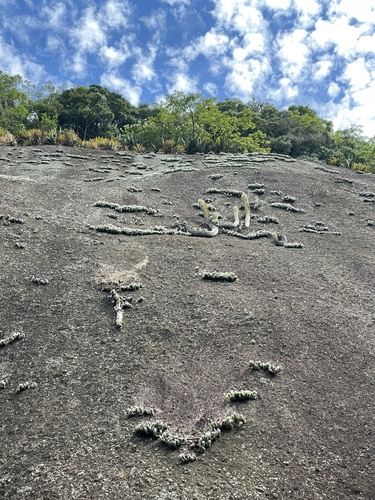 Coleocephalocereus fluminensis ssp. fluminensis