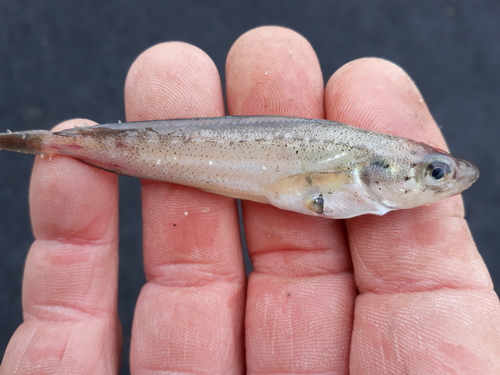 Spotted Hake