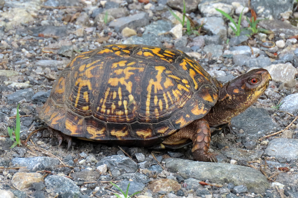 Eastern Box Turtle In June 2022 By Jlculler INaturalist   Large 