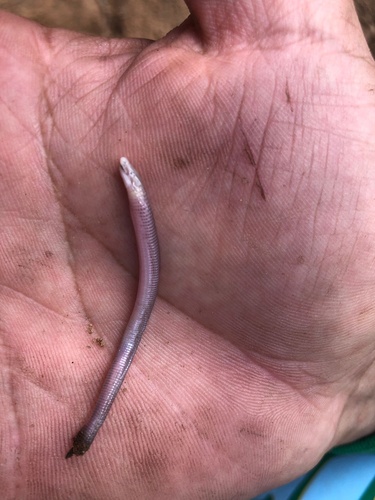 Amphisbaena steindachneri