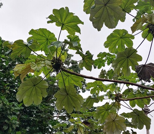 Cecropia schreberiana ssp. schreberiana