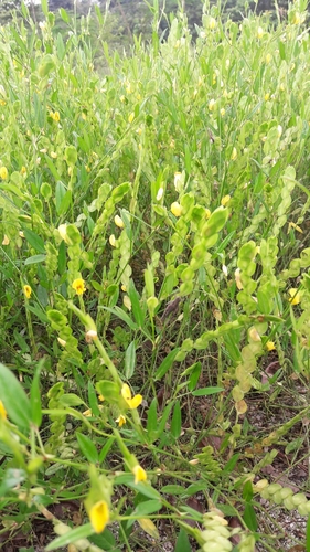 Arachis glabrata image
