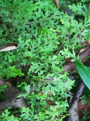 Image of Selaginella lepidophylla