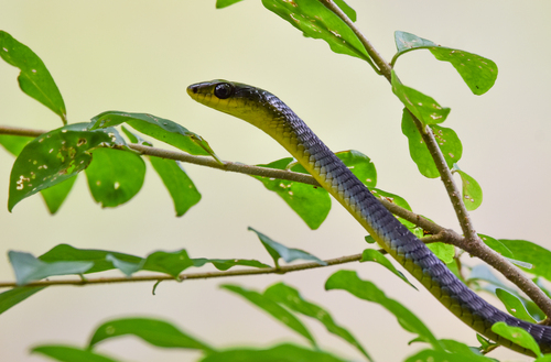 Common Tree Snake sighting