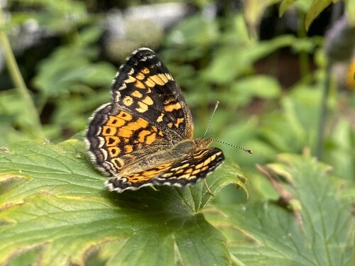 Great Plains Crescent