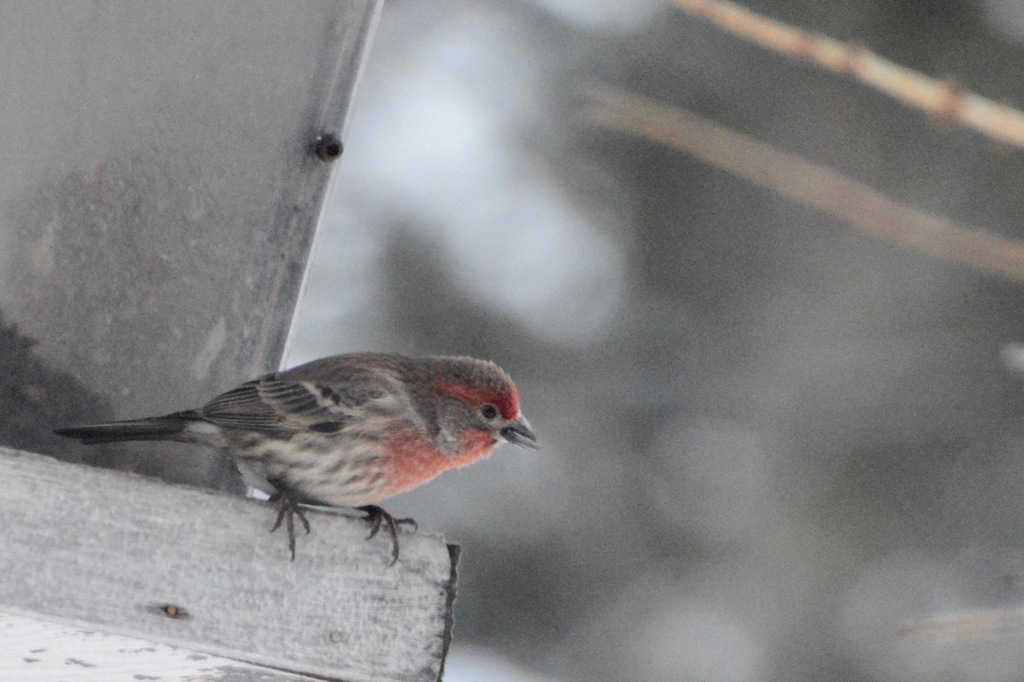 House Finch from Invermere, BC, Canada on December 16, 2023 at 09:28 AM ...
