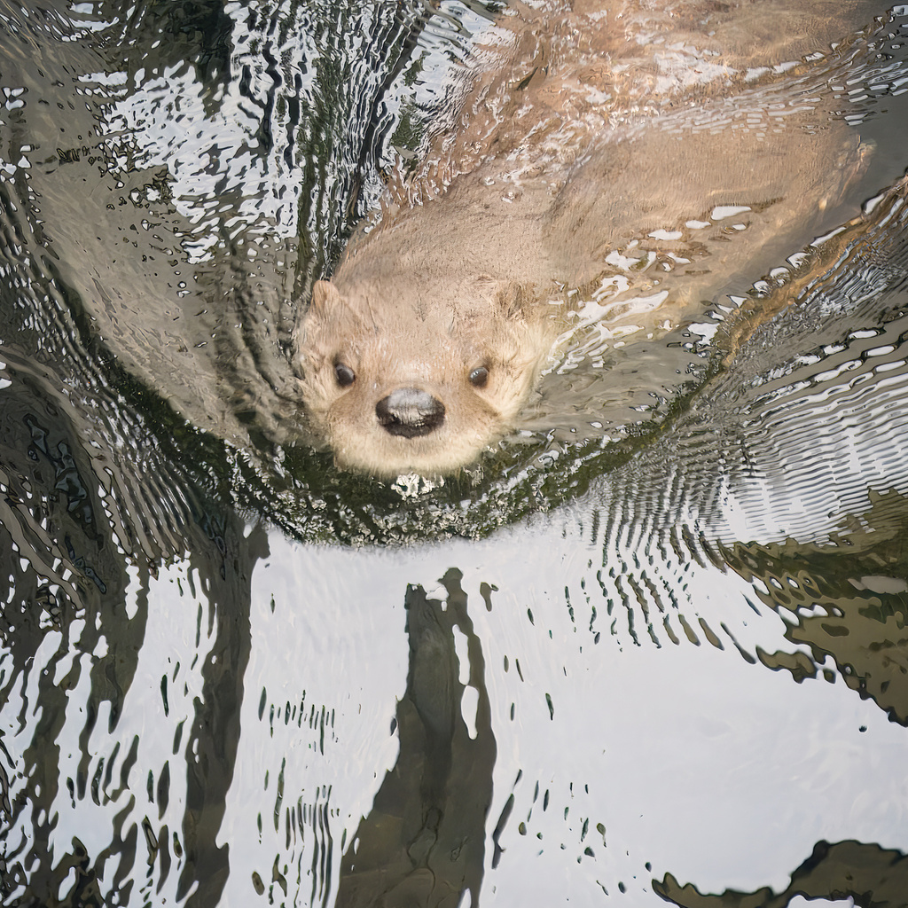 North American River Otter From E Don River Trail Toronto ON CA On   Large 