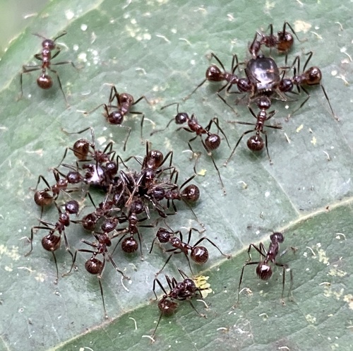 Myrmicaria exigua