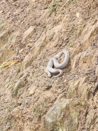 Macleay's Water Snake sighting