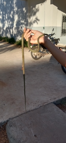 Golden Tree Snake