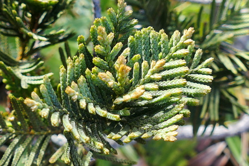 Libocedrus chevalieri
