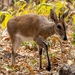 Mozambique Common Duiker - Photo (c) Pablo Varela, all rights reserved, uploaded by Pablo Varela