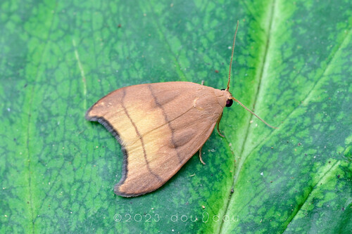 Siculifer bilineatus