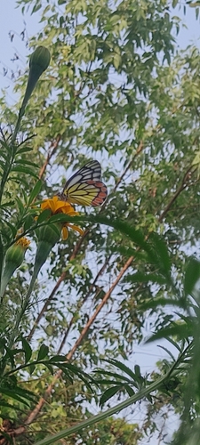 Common Jezebel