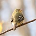 Yellow-bellied Flycatcher - Photo (c) russnamitz, all rights reserved