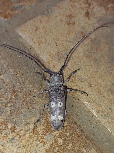Prosopocera elongata