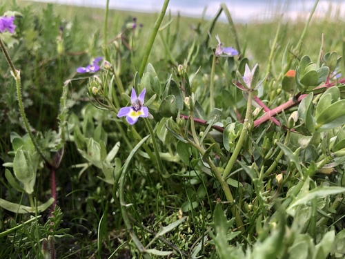iNaturalist observation photo of Doublehorn Calicoflower