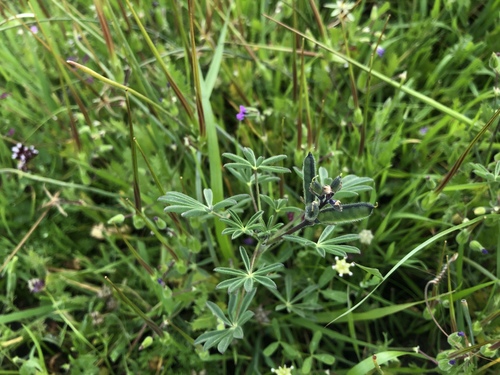 iNaturalist observation photo of Miniature Lupine