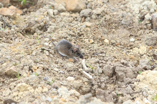 pallid Atlantic forest rat (Delomys sublineatus) — Least Concern Mammalia