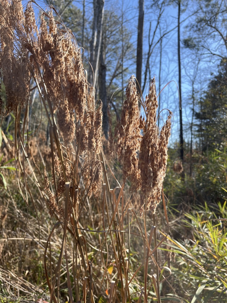 woolgrass from I-77 S, Blythewood, SC, US on December 18, 2023 at 01:16 ...