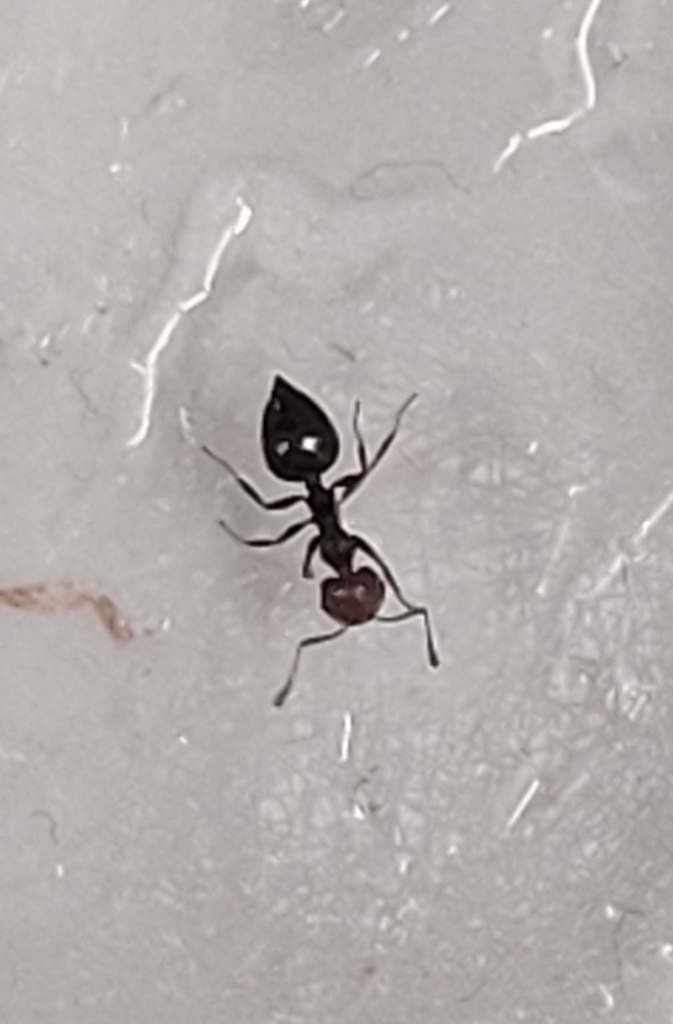 Mediterranean acrobat ant from kumpulan kampus 00560 helsinki suomi