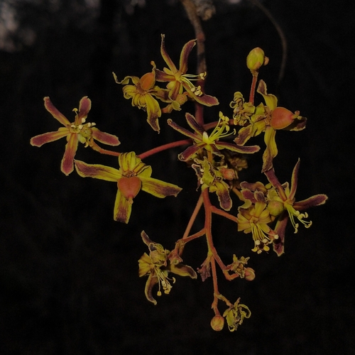 Magonia pubescens