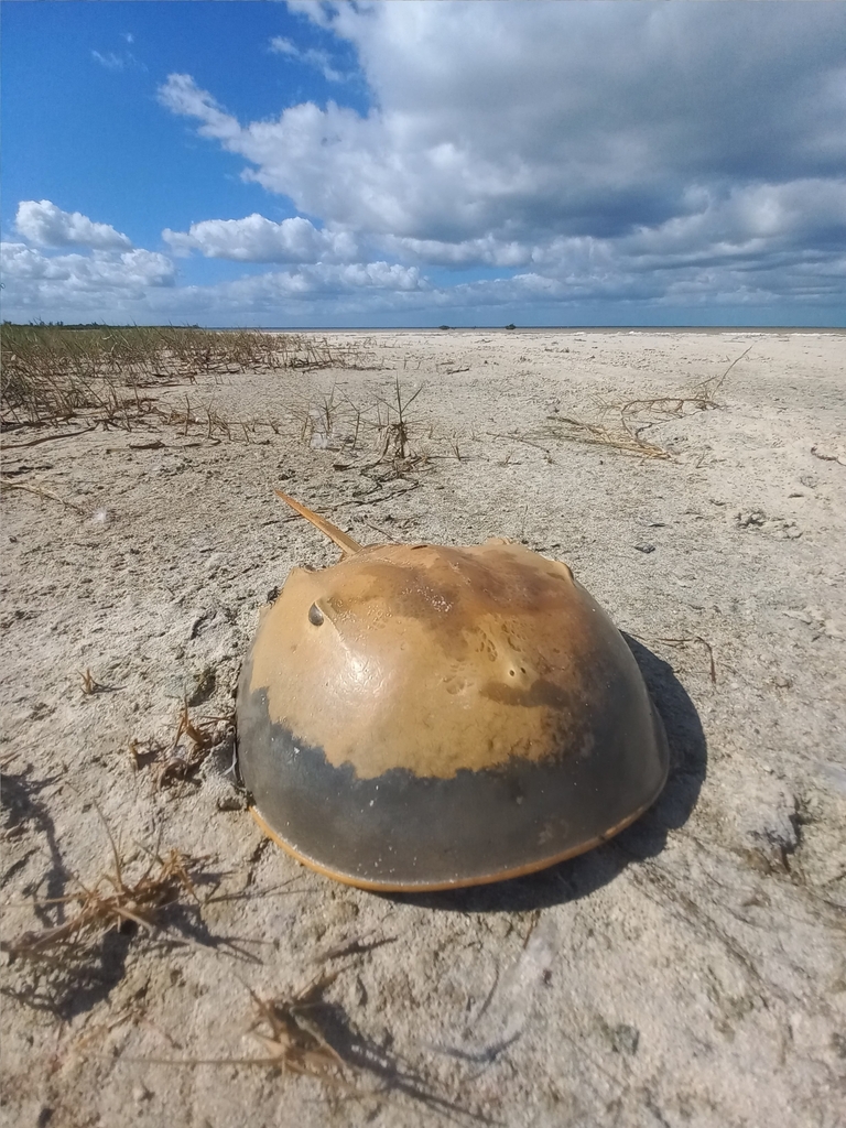 Atlantic Horseshoe Crab from México on December 18, 2023 at 11:54 AM by ...