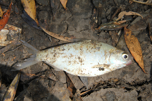 Bony Bream
