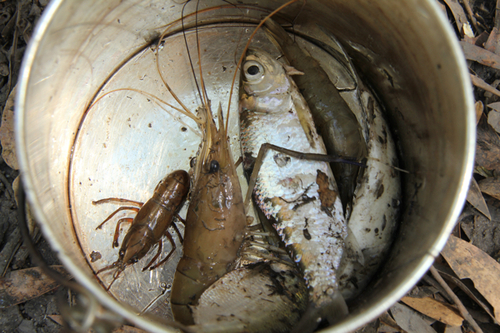 Whiteclaw Yabby