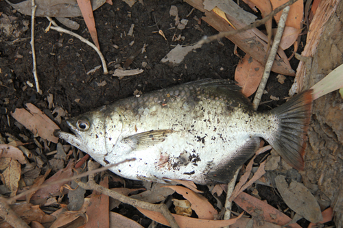 Spotted Archerfish