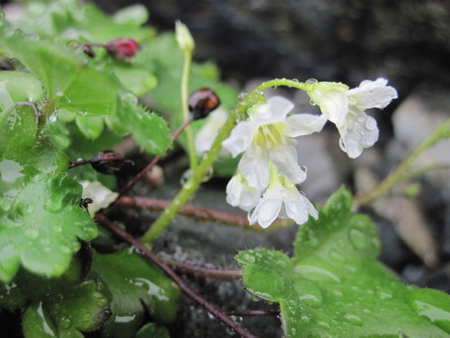 Alaska mistmaiden (Romanzoffia unalaschcensis)
