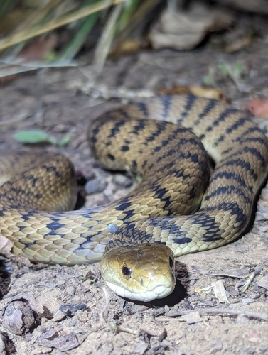 Rough-scaled Snake sighting