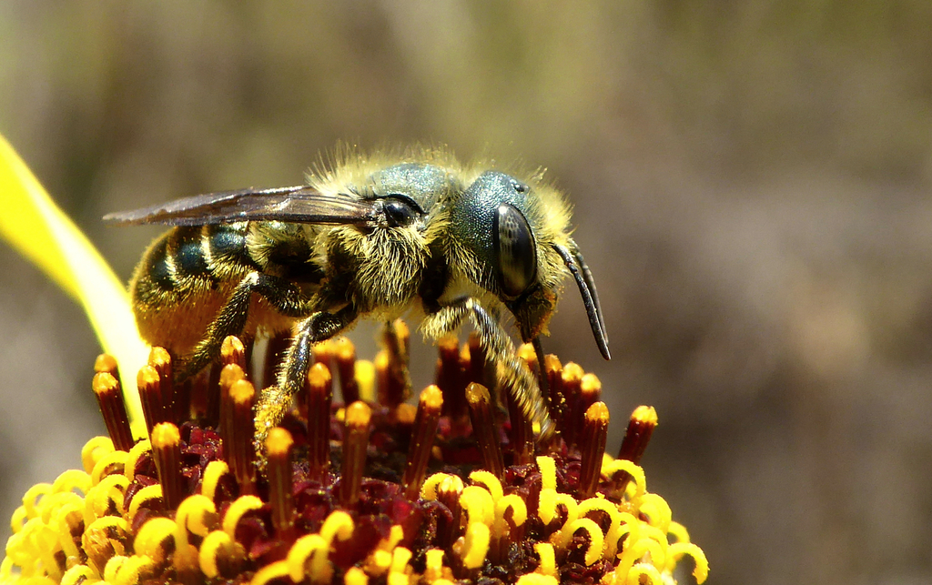 Colorado mason bee