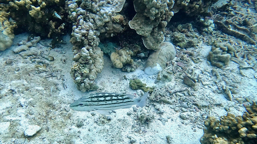 Checkered Snapper — seen at this dive site