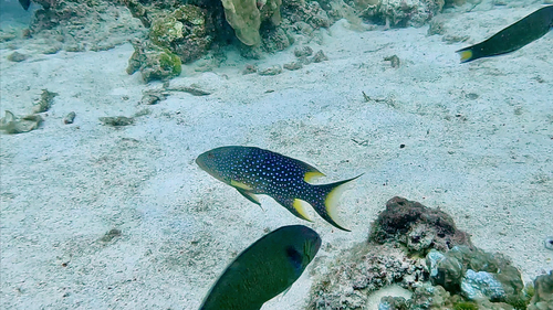 Yellow-edged Lyretail — seen at this dive site