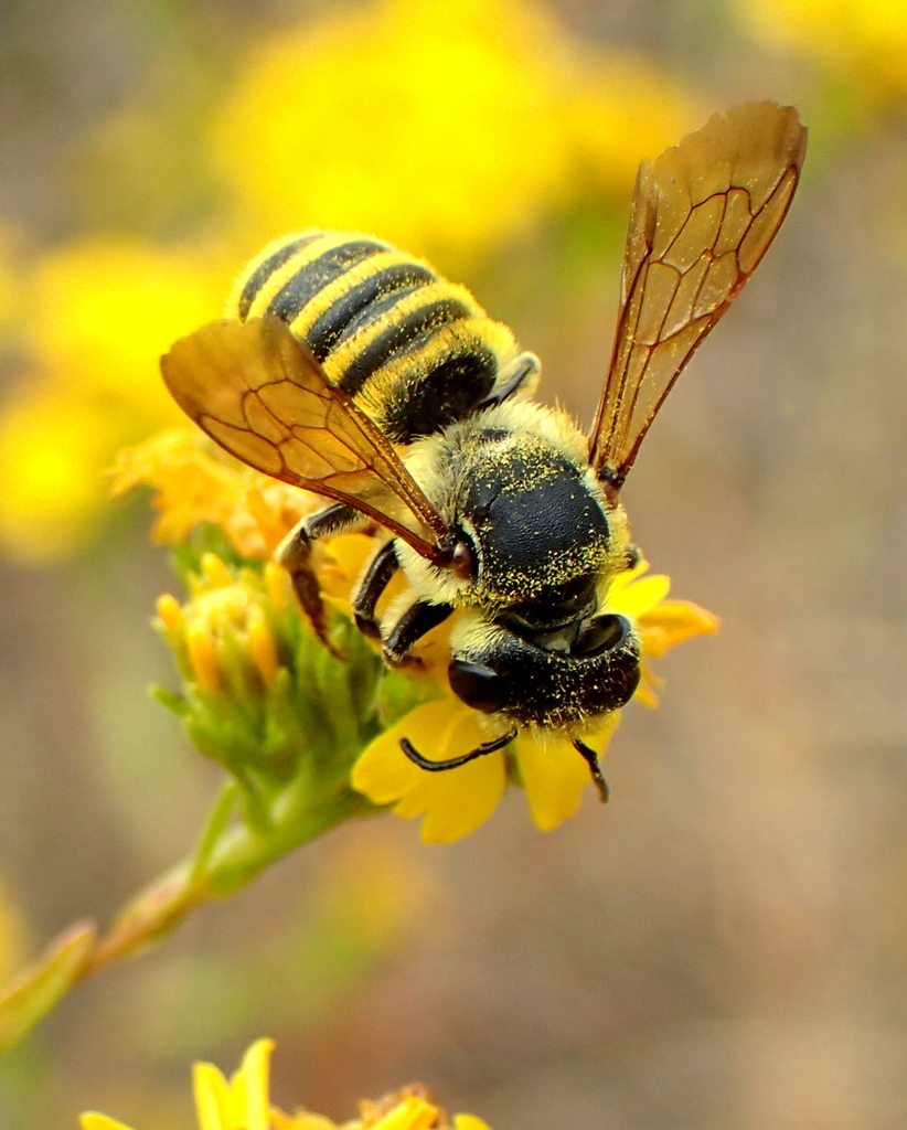 California leafcutter bee
