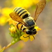 Megachile fidelis - Photo (c) Tom Barnes, todos los derechos reservados