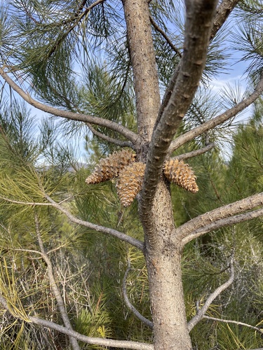 knobcone pine