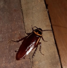 Periplaneta australasiae image
